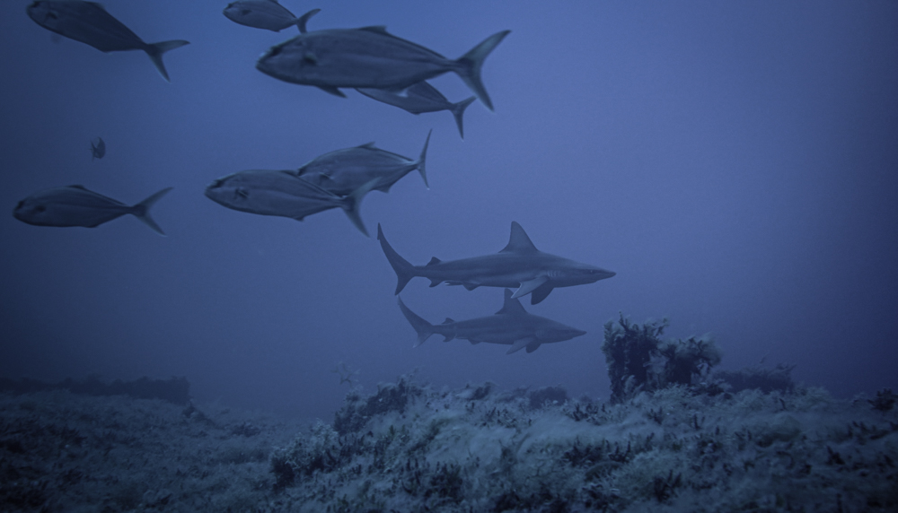 Pelagos diving center Lampedusa - shark