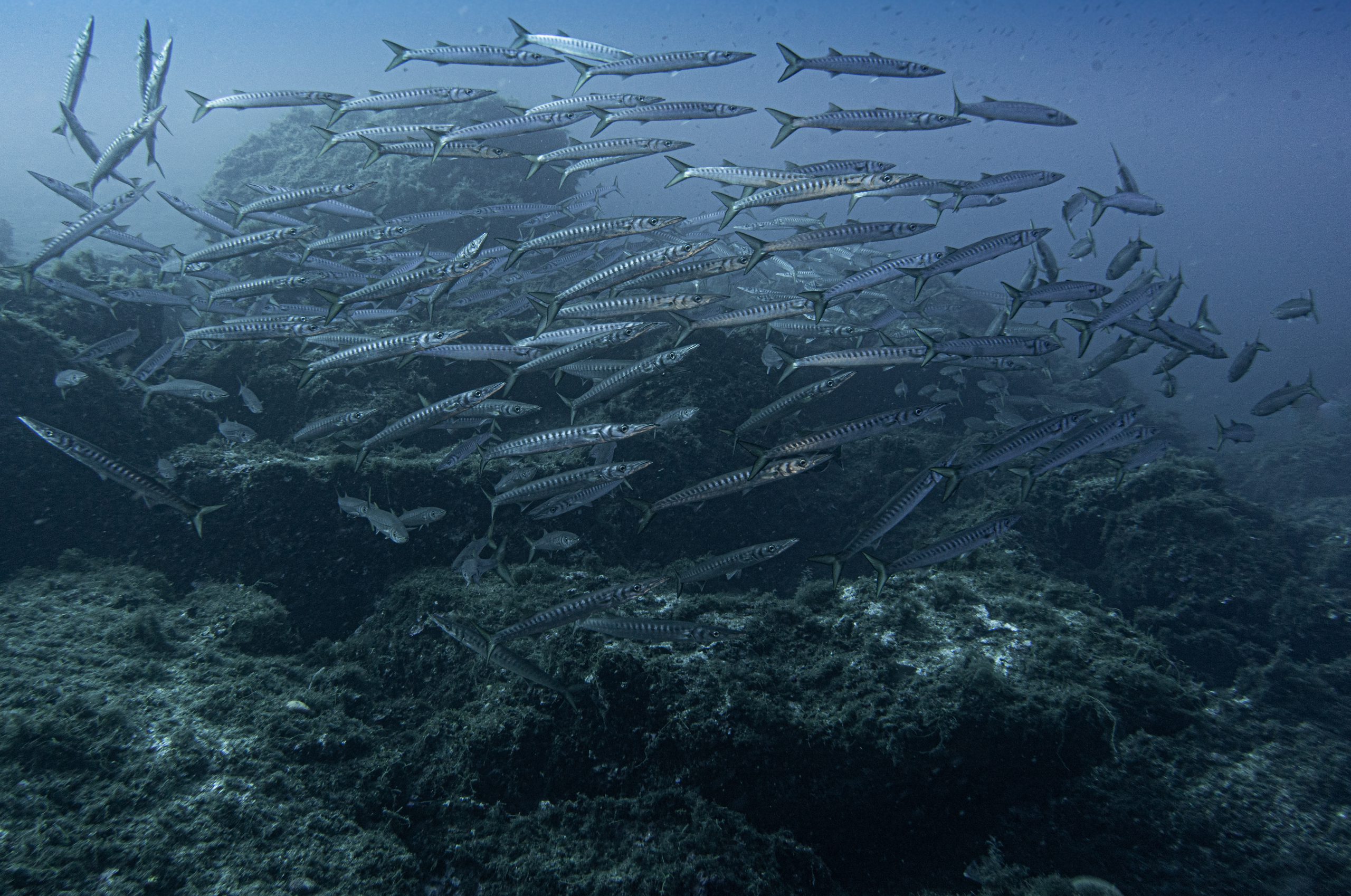 Barracuda